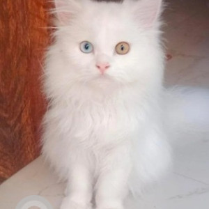 Missing: White Male Persian Cat from 8th BA cross Jakkasandra near muneshwara swamy temple