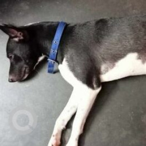 Missing: Black and White Female Indie Dog from Kalapahar 4th Bye Lane Guwahati
