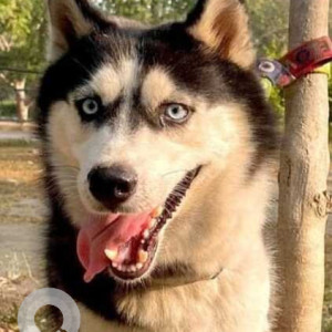 Missing: Black and White Male Husky Dog from Sector 35, Chandigarh