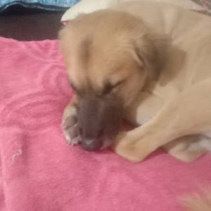 Found: Black and Brown Male Indie Dog from Mumbai