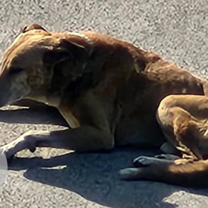 Found: Black and Brown Male Indie Dog from Dwarka