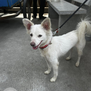 A White Pomeranian Dog Found from Bahadurpally forest area