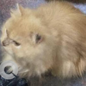 Missing: White-Brown Mix Male Persian Cat from Marappa Block J C Nagar