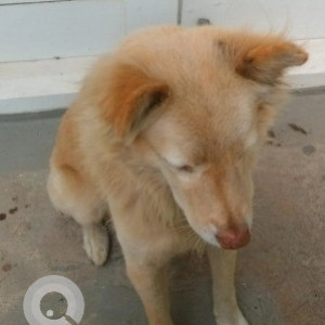 A White-Brown Mix Pomeranian-Indie mix Dog Found from JP Nagar, Bengaluru