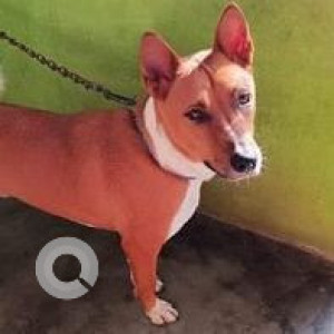 Found: White-Brown Mix Male Indie Dog from Haldha, Dumni Chowki, Baihata Chariali