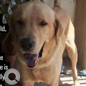 Missing: Brown Male Labrador Dog from Naredmet