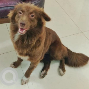 Missing: Brown Female Indie Dog from Kilpauk's CSI Church