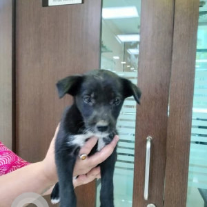Found: Black Female Indie Dog from Trillium society  Magarpatta city running on road
