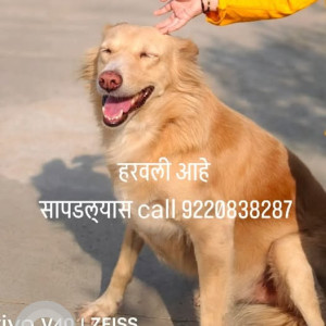 Found: Brown Male Golden Retriever Dog from Wakad, Pune