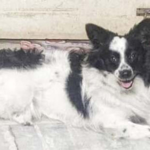 A Black and White Speech Pomeranian mix Dog Missing from Kolkata