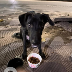 Missing: Black and White Male Indie Dog from Raheja Garden society , Wanowrie