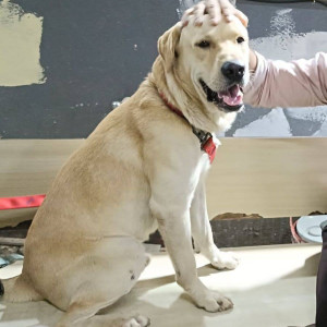 Found: White Male Labrador Dog from Naturals Ice cream Shop lane kanderpada, Dahisar West