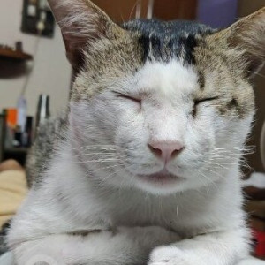 A White and Grey Indie Cat Missing from Ukila Paikpara, Kolkata