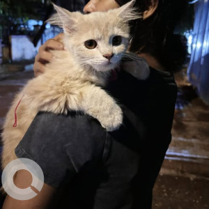 A White-Brown Mix Persian Cat Found from Dadar, Mumbai