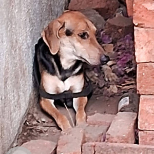 Missing: Black and Brown Male Indie Dog from Indus ind bank chakala