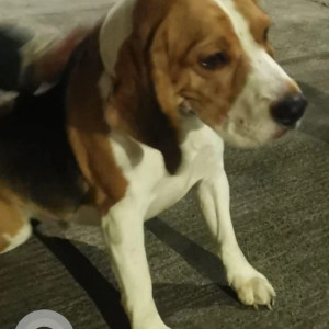 Found: Black and White Male Beagle Dog from Shivaji housing society of Senapati Bapat road