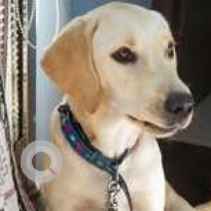 Found: White Female Labrador Dog from 7th Cross, Malleswaram opposite Kamath Tindi Mane