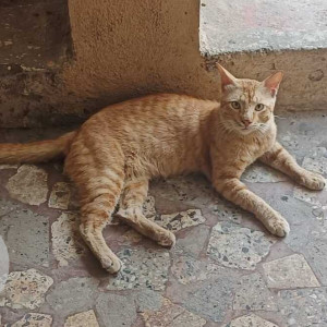 Found: Orange Male Indie Cat from Jogeshwari East Mumbai near Natwar nagar 5