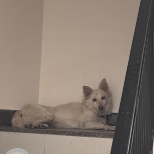 Found: White Female Indie Dog from Halasuru (in front of Good Shepherd Church)