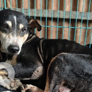 A Black and Brown Indie Dog Missing from Kharghar, Navi Mumbai