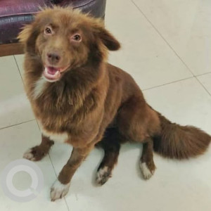 Missing: Brown Female Indie Dog from Anna Nagar