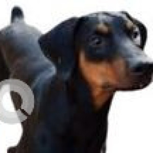 Missing: Black and Brown Male Doberman Dog from Arai,Tekdi