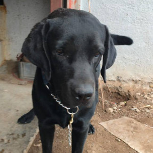 A Black Labrador Dog Found from Sofa Making Factory, Anand Lodge, Handewadi
