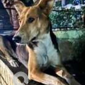 Missing: Black and Brown Male Indie Dog from Govt. Dispensary, Sector 20, Panchkula