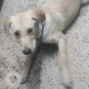 Found: White Female Labrador Dog from Mathikere, JP Park