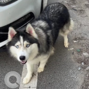 A Black and White Husky Dog Found from Anjanapura, BENGALURU