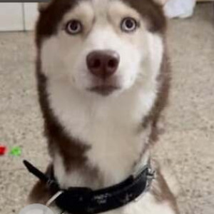 A Black and White Husky Dog Missing from Shivane, Pune
