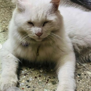 A White Persian Cat Missing from Wind Tunnel Rd, Wind Tunnel Road, Murgesh Pallya, Bengaluru, Karnataka, 560017, India