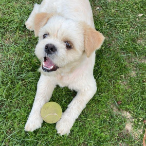 A White-Brown Mix Shih Tzu Dog Missing from Sector 38, Chandigarh