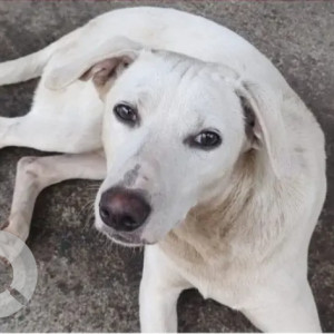 A White Indie Dog Missing from Basavanagudi, Bengaluru