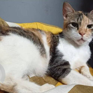 Missing: Black and White Female Indie Cat from Khar Danda, Bandra