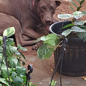 Found: Brown Male Indie Dog from Bagavanthan street, T.Nagar