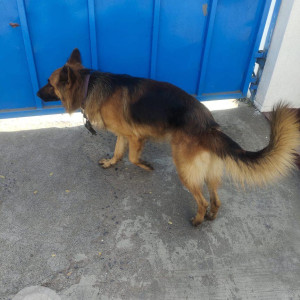 Found: Black and Brown Male German Shepherd Dog from Spicer College Aundh