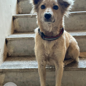 Missing: White Male Indie Dog from Ramyanagari Housing Society, Bibvewadi
