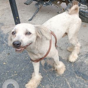 Found: Light Brown Male Indie Dog from Asif nagar and Mehdipatnam road