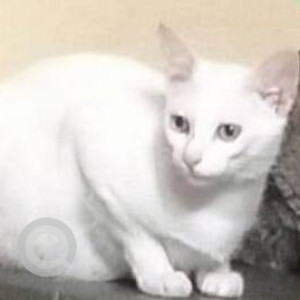 Missing: White Female Indie Cat from Sector 2 Vashi near Fish Market