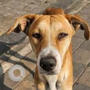Missing: White-Brown Mix Male Indie Dog from Bavdhan near ICICI bank