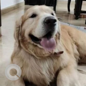 Found: Golden Male Golden Retriever Dog from CWG gate