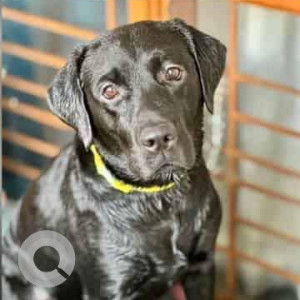 Missing: Black Male Labrador Dog from Safdarjung Enclave, New Delhi