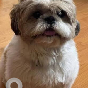 Missing: White-Brown Mix Male Shih Tzu Dog from 17 Huda Market