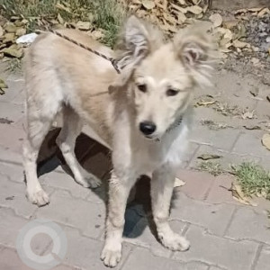 Found: White Male Indie Dog from Sector 23