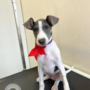 Missing: White and Grey Female Indie Dog from Baner Pancard Road