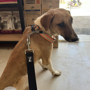 Found: White-Brown Mix Male Indie Dog from Bhartiya City, Kothanur