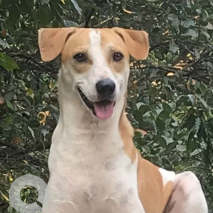 Missing: White-Brown Mix Male Indie Dog from Badem/Assagao area