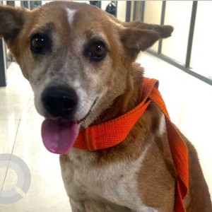 Missing: White-Brown Mix Male Indie Dog from Coffee day, Kasturi Nagar