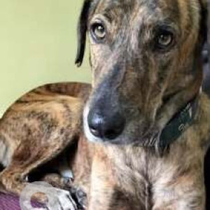 White Male Indie Dog is Missing from Sachal